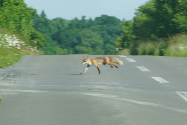 キタキツネ母