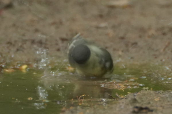 シジュウカラ