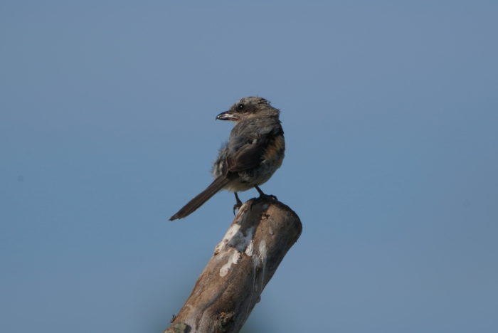 何の鳥？