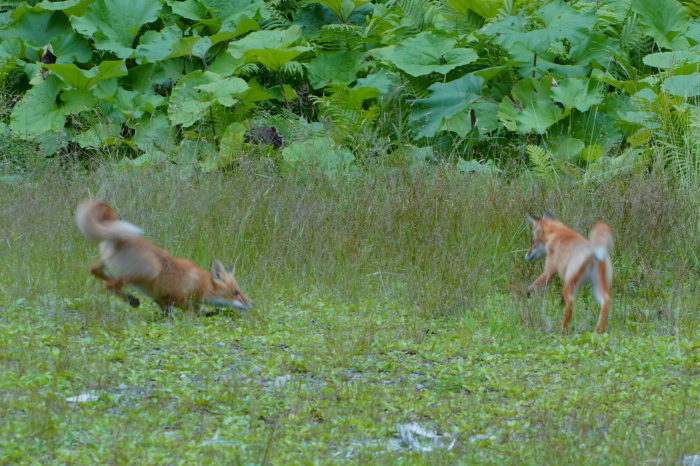 キタキツネ