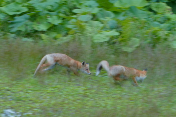 キタキツネ