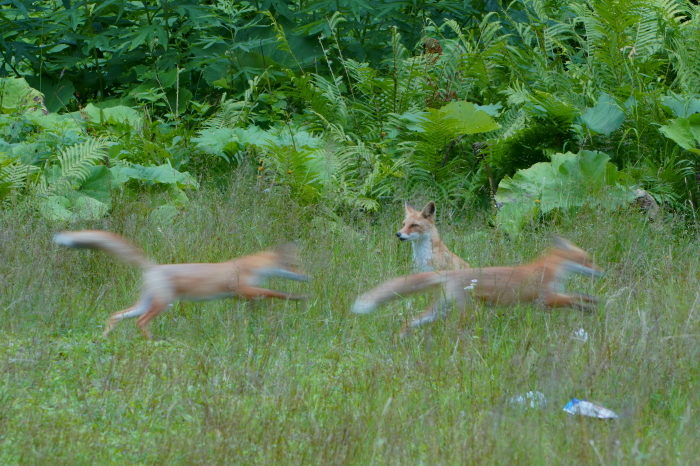 キタキツネ