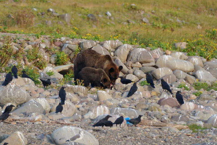 ヒグマ狩り