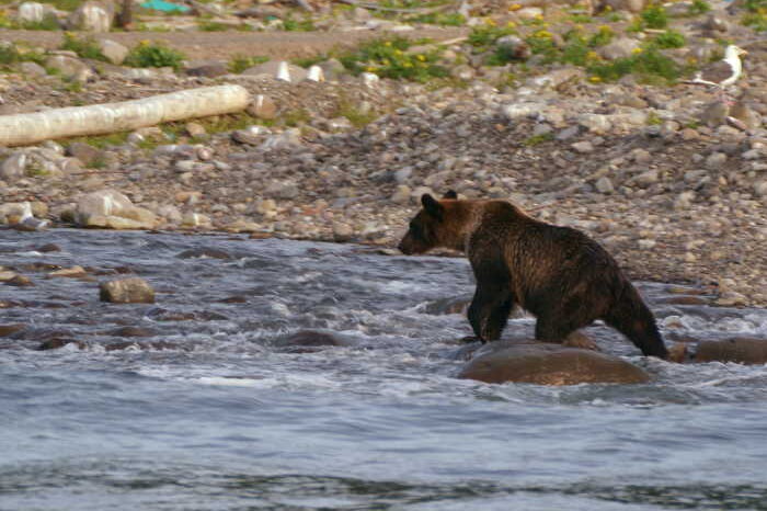 ヒグマ狩り