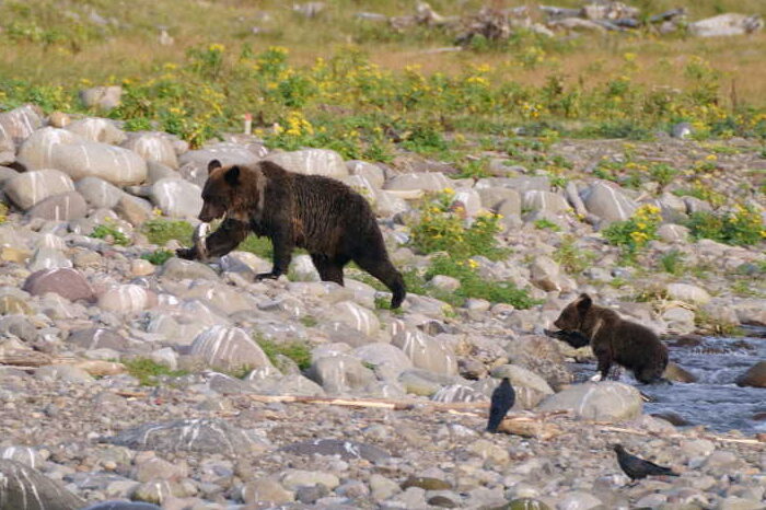 ヒグマ狩り