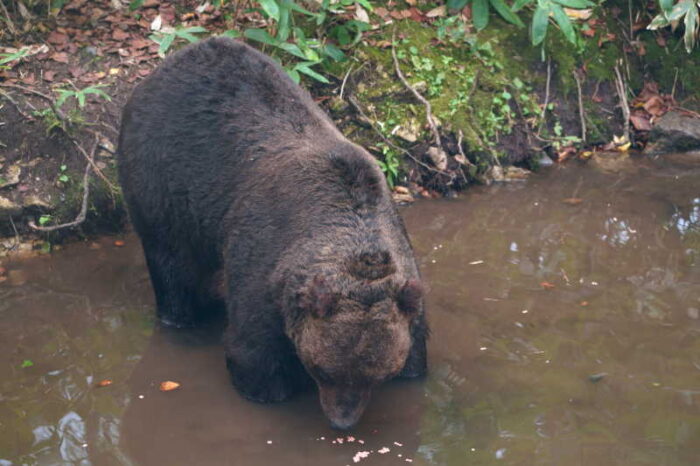 ベアマウンテン