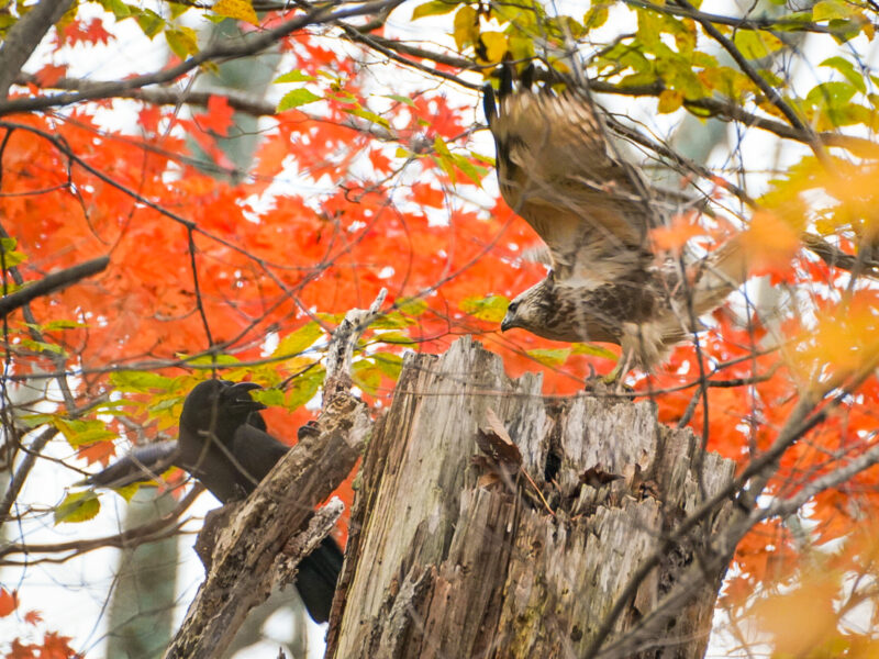 ノスリとカラス