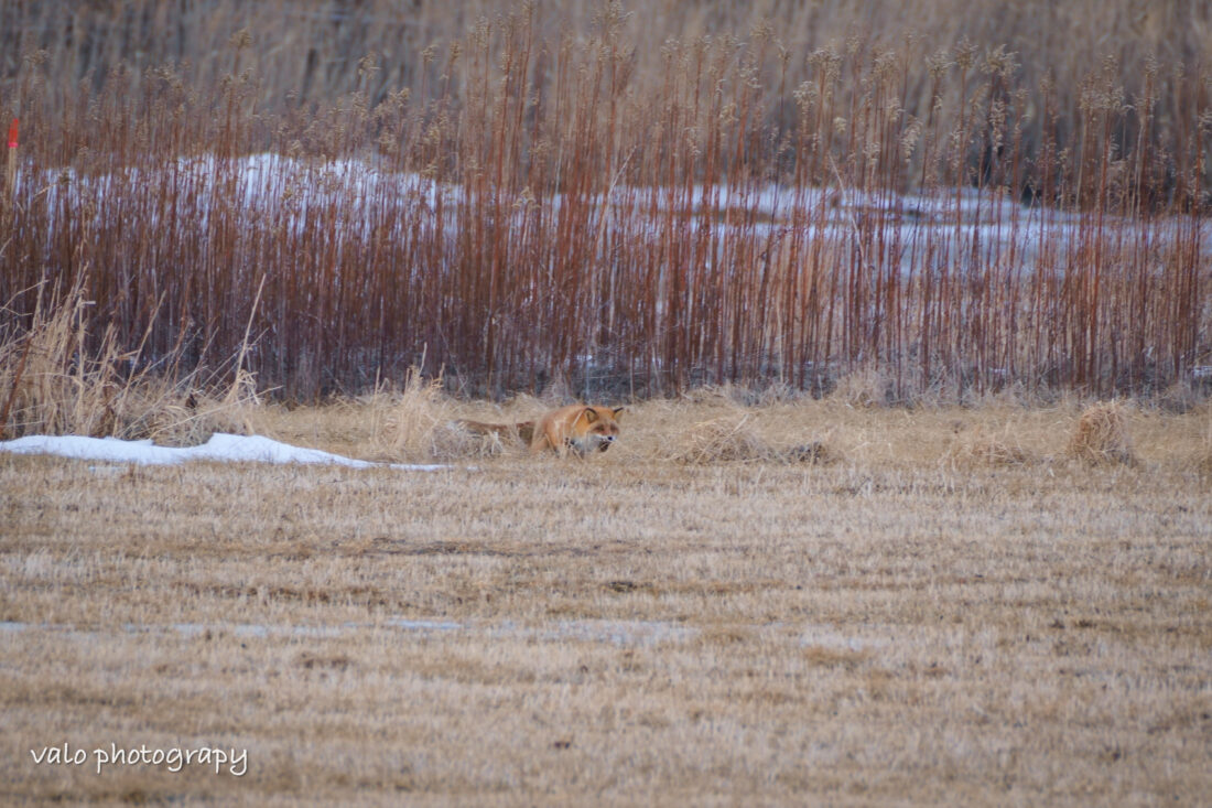 狐の狩り