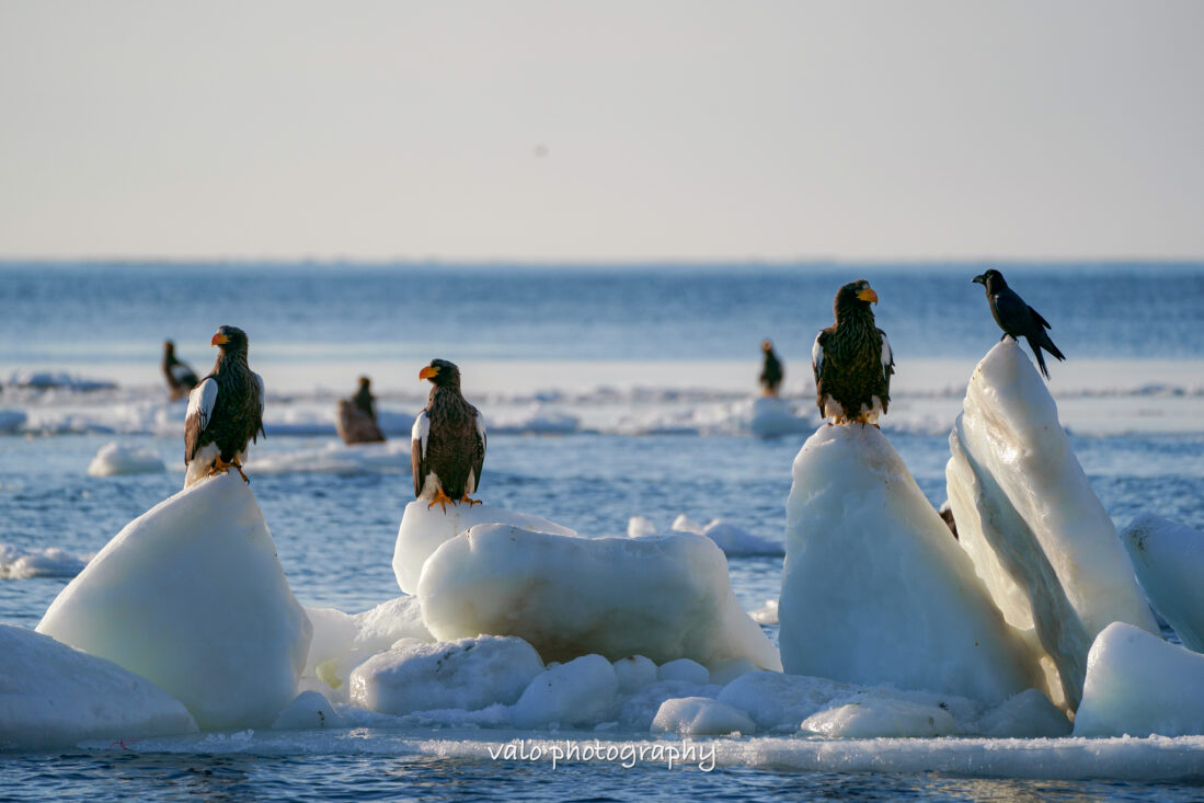 オオワシと流氷